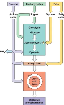 Gambar  7.  Keterikatan  metabolisme  karbohidrat,  lemak  dan  protein  (Campbell,  2010: 194)