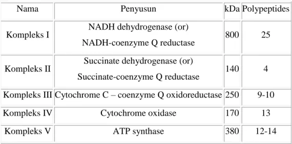 Tabel 1 Informasi tentang enzim yang berperan dalam fosforilasi oksidatif 