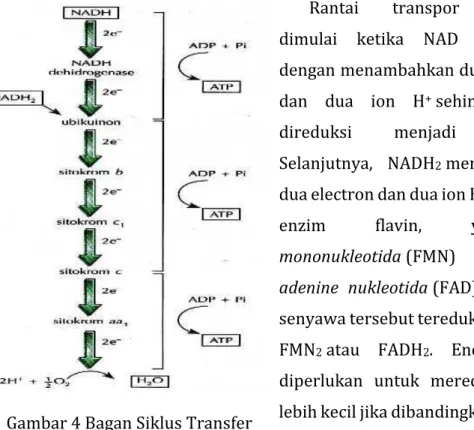 Gambar 4 Bagan Siklus Transfer  Elektron 