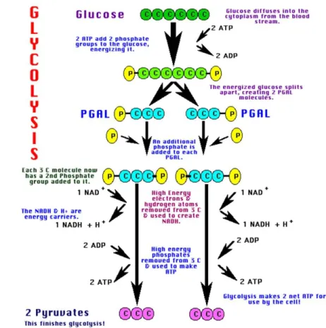 Gambar 1 Bagan Glikolisis 
