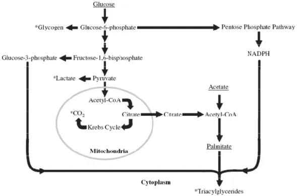 Gambar 1. Metabolisme Karbohidrat dan Lemak (Lawress et al., 2008)  Produk  utama  karbohidrat  adalah  glukosa