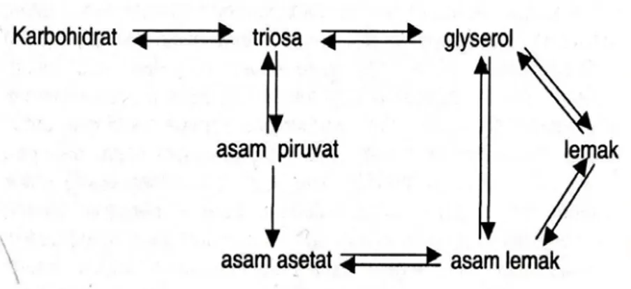 Gambar 2. Proses Lipogenesis Dari Karbohidrat   (Piliang dan Djojosoebagio, 2006) 