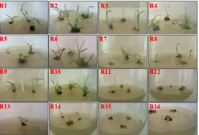 Gambar 5. Hasil optimasi media regenerasi tanaman tebu kultivar PA 117sampai dengan minggu ke-4