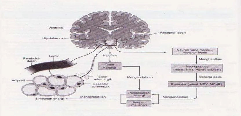 Gambar  3  Kane dan Kumar, 2007. Sirkuit Neurohormonal yang Mengendalikan Berat Badan 