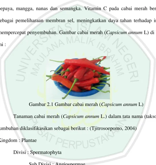 Gambar 2.1 Gambar cabai merah (Capsicum annum L) 