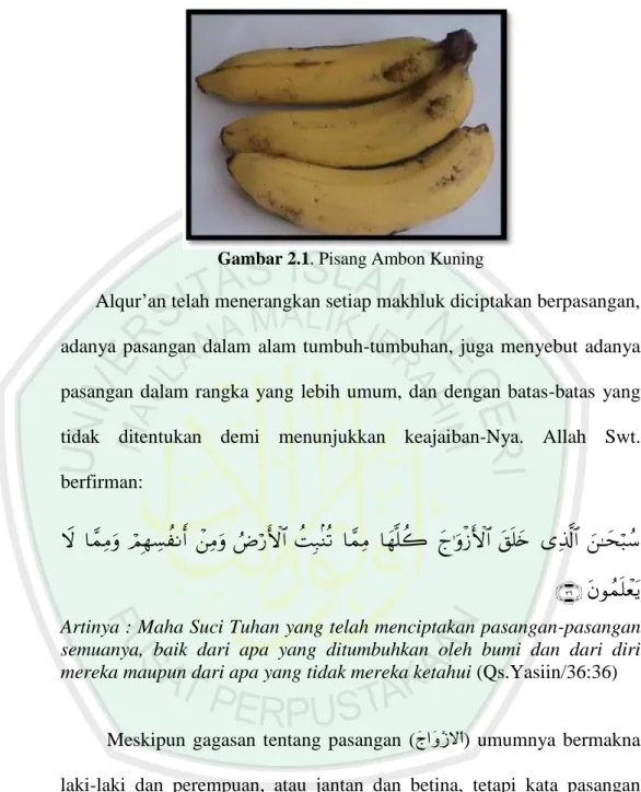 Gambar 2.1. Pisang Ambon Kuning