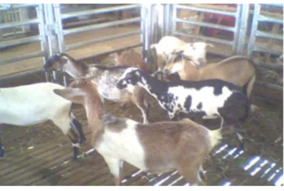 Gambar 1. Kambing Kacang 
