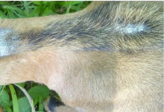 Gambar 4. Kambing scabies 
