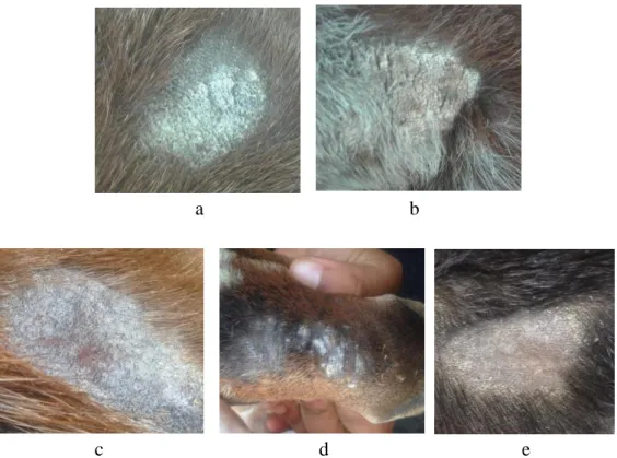 Gambar 7. Sebelum Pengobatan (a. Kontrol +, b. Kontrol –, c. E. D. Sirih 10%,  d. E. D