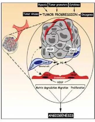 Gambar 1. Peran COX-2 pada proses  angiogenesis (Iniguez et al., 2003)