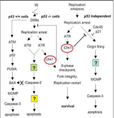 Gambar 4. Peran Chk1 terhadap proses apoptosis  pada sel yang  mengalami kerusakan DNA (Meuth, 2010)