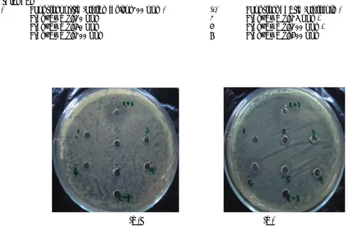 Gambar 5. Hasil Aktivitas Antibakteri Senyawa 1-(4 bromo-fenil)-3-(3,4 dimetoksi-fenil)-2-propen-1-on  terhadap Bakteri E.coli (a) dan B.subtillis (b)