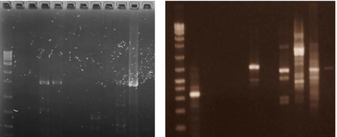 Gambar  3 : Profil RAPD Polimorfisme dari 10 sampel durian  dengan primer  OPA 1 (gambar  kiri );  dan OPA 19 ( gambar kanan) 