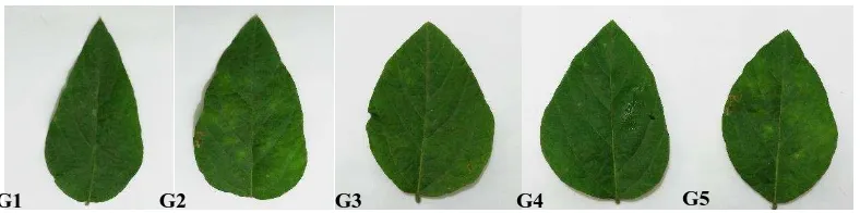 Gambar 8.  Bentuk daun beberapa galur hasil persilangan kedelai varietas Korea x Argomulyo