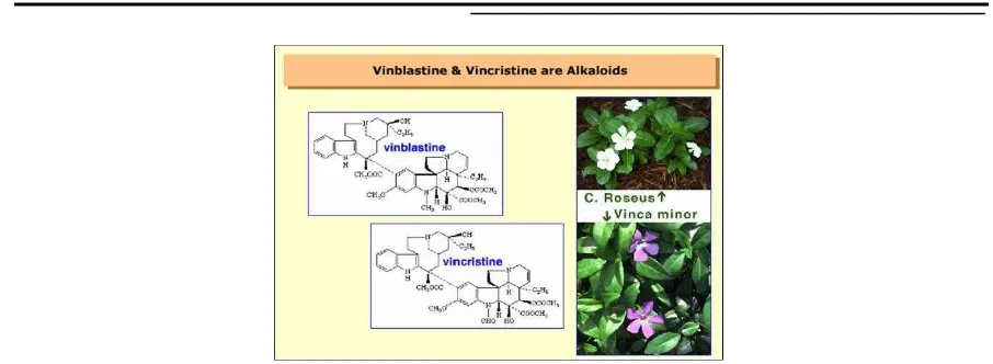 Gambar 7. Struktur kimiawi  Vinblastin dan Vinkristin pada tapak dara (Catharanthus roseus) (Valluri, 2009) 