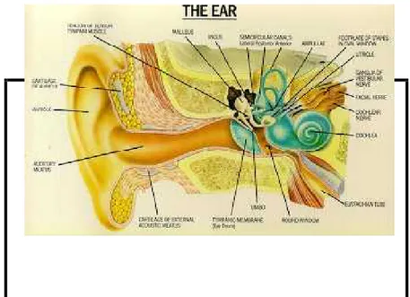 Gambar 2.1. Anatomi Telinga
