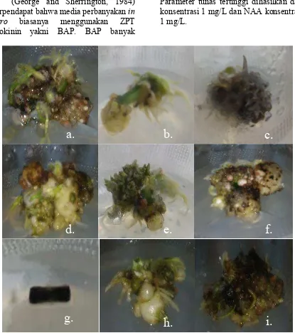 Gambar 1. Pertumbuhan tunas iles-iles ( Amorphophallus muelleri Blume) kombinasi perlakuan BAP dan NAA minggu ke-12: (a)