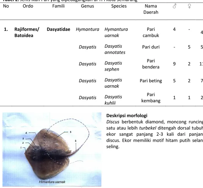 Tabel 2. Jenis Ikan Pari yang dipedagangkan di TPI Kota Semarang 