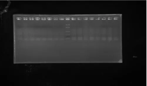 Gambar 6. Visualisasi dari hasil isolasi DNA genom semua sampel. 