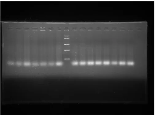 Gambar 7. Visualisasi produk PCR hasil amplifikasi gen COI dari sampel sirip 