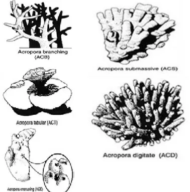 Gambar 3. Bentuk pertumbuhan karang Acropora (English et al., 1994). 