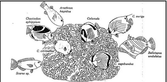Gambar 4. Ikan karang yang memangsa koloni karang (Nybakken, 1992).  