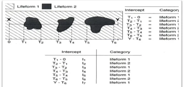 Gambar  6.  Contoh  pengukuran  koloni  karang  dengan  metode  Line  Intercept  Transect (English et al., 1994)