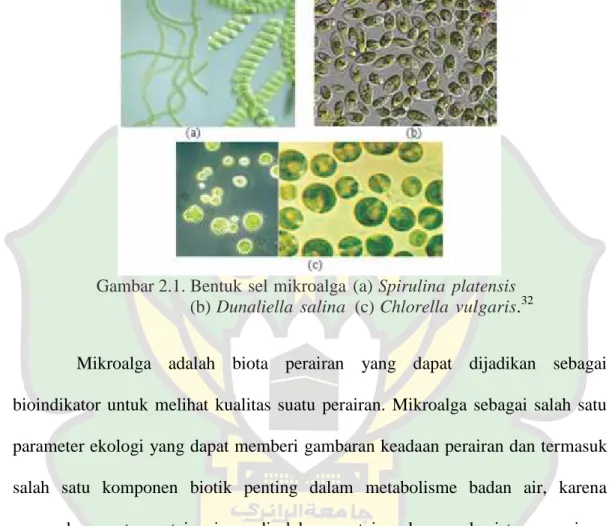 Gambar 2.1. Bentuk sel mikroalga (a) Spirulina platensis (b) Dunaliella salina (c) Chlorella vulgaris 