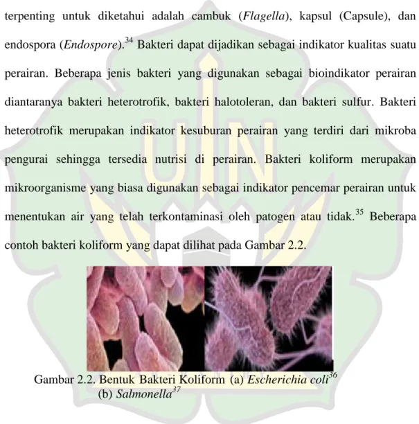 Gambar 2.2. Bentuk Bakteri Koliform (a) Escherichia coli 36 (b) Salmonella 37
