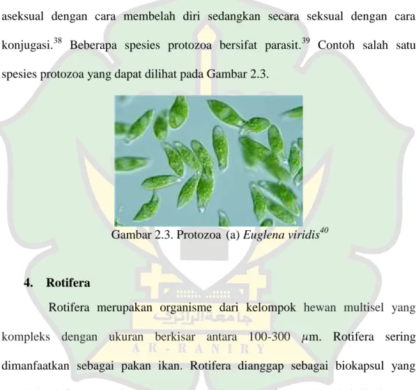 Gambar 2.3. Protozoa (a) Euglena viridis 40