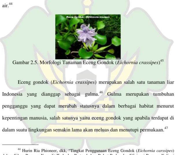 Gambar 2.5. Morfologi Tanaman Eceng Gondok (Eichornia crassipes) 45
