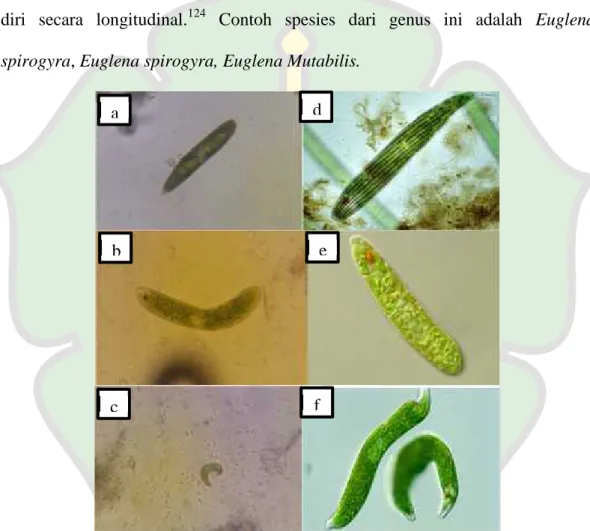Gambar 4. 10 (a) Euglena spirogyra, (b) Euglena gracilis, (c) Euglena Mutabilis Keterangan: (a, b dan c) Foto Hasil Penelitian; (d, e dan f) Foto Pembanding 125