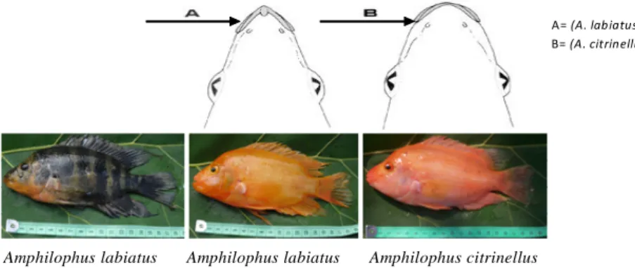 Gambar 1. Perbedaan antara ikan red devil (Amphilophus labiatus dan Amphilophus citrinellus.) Figur 1