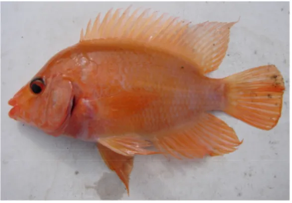 Gambar 1. Ikan oskar (Amphilophus citrinellus). Figure 1. Oskar/red devil (Amphilophus citrinellus) 