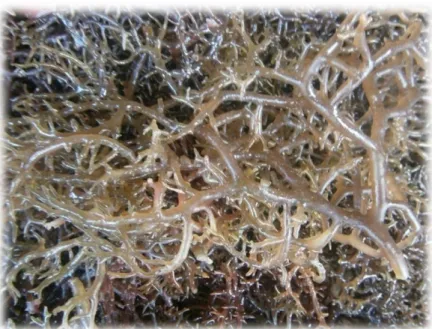 Gambar 1. Rumput laut Kappaphycus alvarezii (Photo Pribadi) 