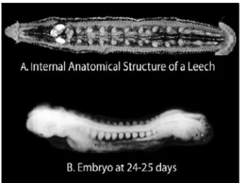 Gambar 2A, diseksi Ventral menunjukkan struktur anatomi internal lintah. (Dari JG Nicholls dan D.Van Essen