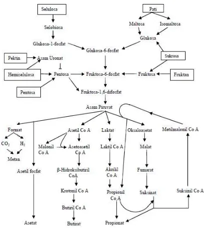 Gambar 2. Proses Metabolisme Karbohidrat dalam Rumen Ternak Ruminansia Sumber: McDonald et al