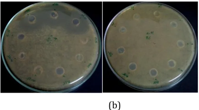 Gambar 4.2 hasil uji aktivitas antibakteri metode well 