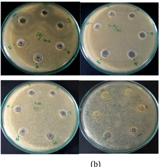 Gambar 4.2 hasil uji aktivitas antibakteri metode  disk 