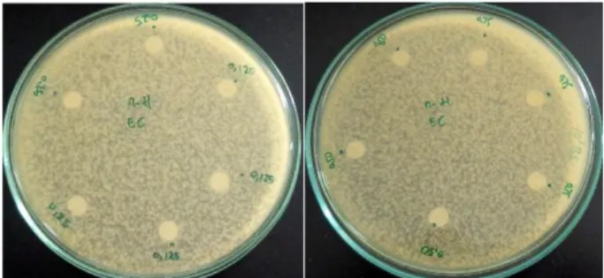Gambar 4.4 hasil uji aktivitas antibakteri metode disk  diffusion  pada  E.  coli  dengan  konsentrasi  0,125-1  mg/mL