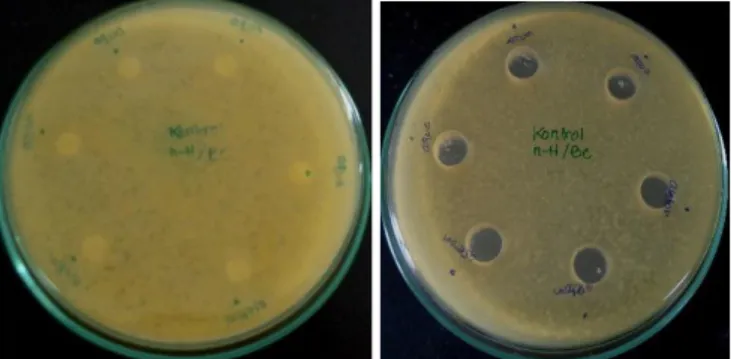 Gambar  4.6  hasil  uji  akuades  dan  aseton  (kontrol  negatifitif) terhadap pertumbuhan bakteri Bacillus subtillis  dan Escherichia coli