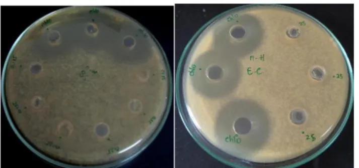 Gambar  4.7  hasil  uji  kloramfenikol  (kontrol  positif)  terhadap  pertumbuhan  bakteri  Bacillus  subtillis  dan 