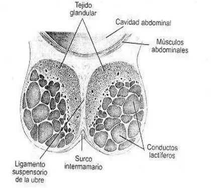 Figura 3. Glándula mamaria de la cabra. 