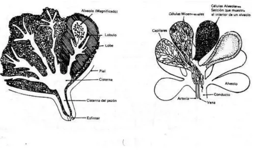 Figura 1. Alveolos de la glándula mamaria.