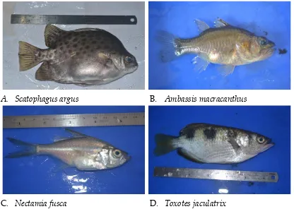 Gambar 1. Spesies ikan pelagis yang ditemukan di muara Segara Anak, Taman Nasional  Alas Purwo.