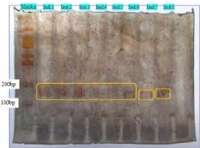 Gambar 4 Pita (Alel) DNA hasil PCR dari 8  sampel kerbau daerah Tuban dengan Primer 2 
