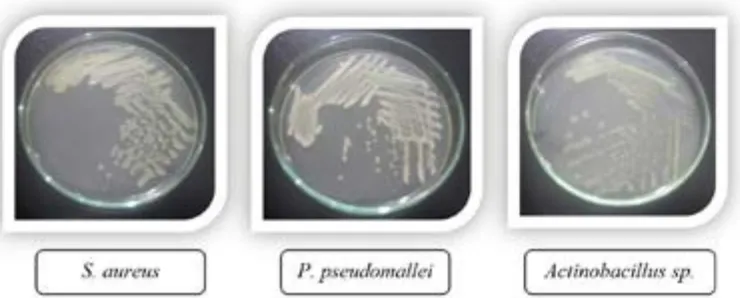 Gambar 1. Isolat Bakteri pada Medium Lempeng