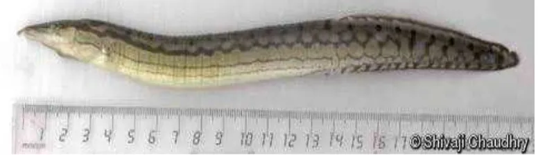 Gambar 2. Ikan Sili (Mastacembelus armatus) 