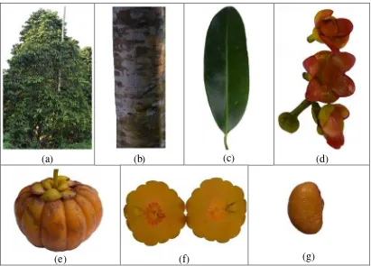 Tabel 3. Karakterisasi morfologi tanaman Asam gelugur di Desa Tanjung Selamat Kecamatan Namorambe Kabupaten Deli Serdang 