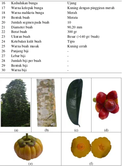 Gambar 2. Karakter morfologi tanaman Asam gelugur di Desa Tanjung Selamat Kecamatan Namorambe Kabupaten Deli Serdang : (a) pohon Asam gelugur, (b) batang, (c) daun, (d) bunga, (e) buah, (f) daging buah 